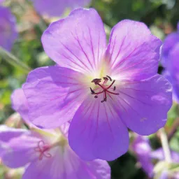 Energetische healing en energieconsult in Velserbroek